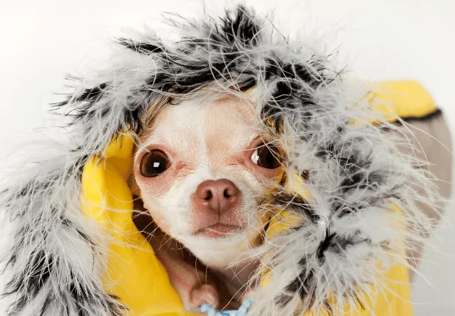 Small tan Chihuahua wrapped snugly in a soft blanket, looking upward with a gentle, curious expression representing the Spanish expression 'tener frio'.
